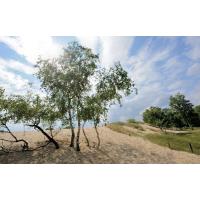 3125_5630 Dünenlandschaft mit Birken in der Mittagssonne - Bilder aus Hamburg Lohbrügge. | 